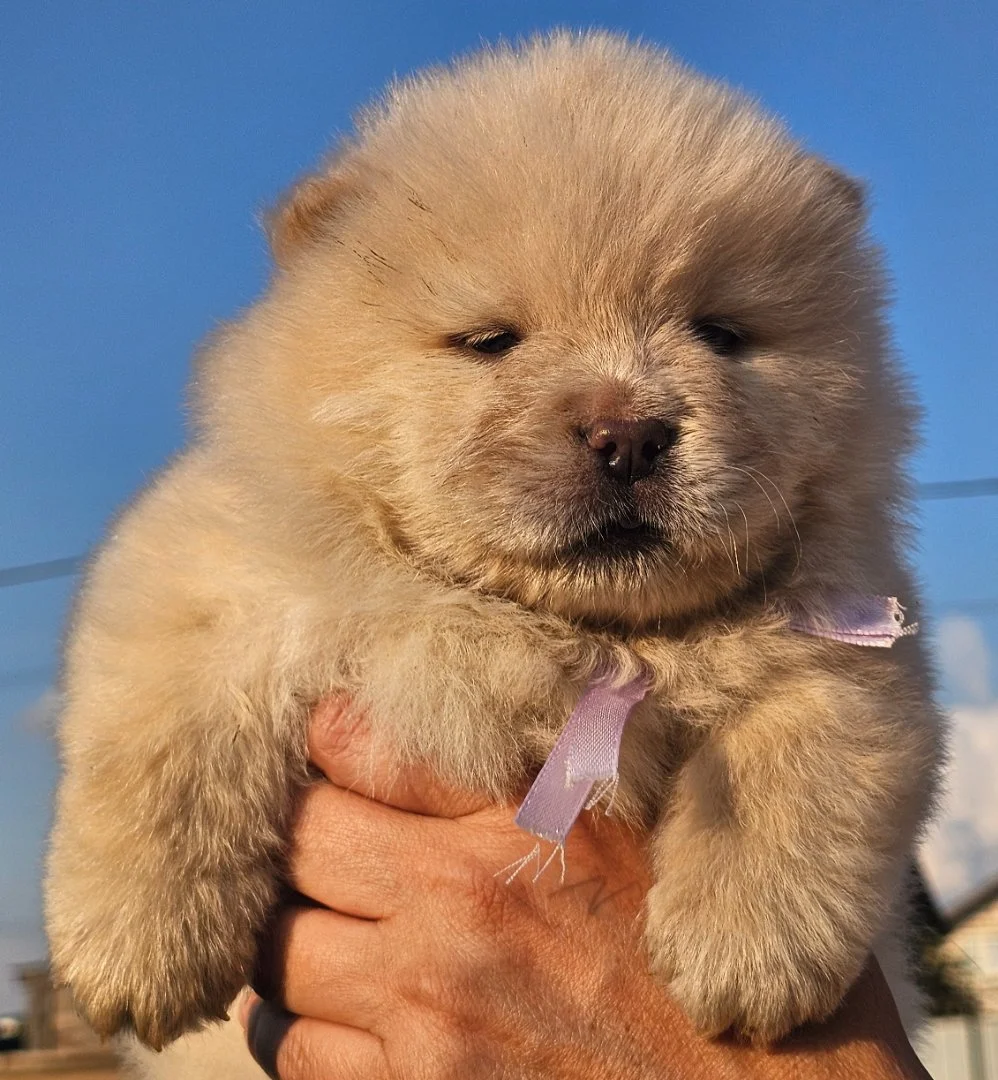Щенки чау чау - миниатюра 3
