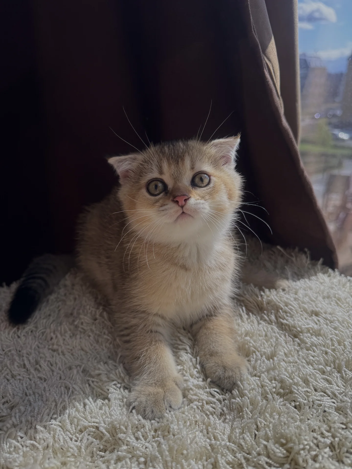 Шотландский вислоухий котенок - миниатюра 2