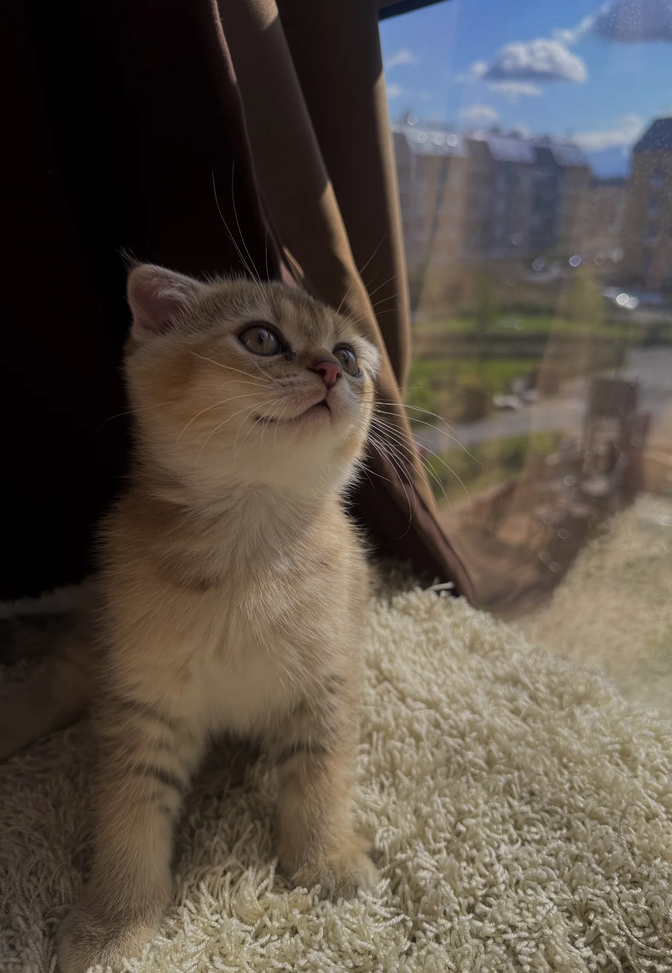 Шотландский вислоухий котенок - миниатюра 3