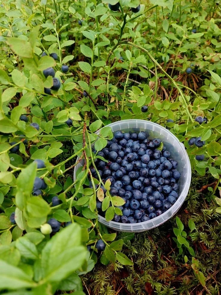 Черника свежая, смородина чёрная и красная
