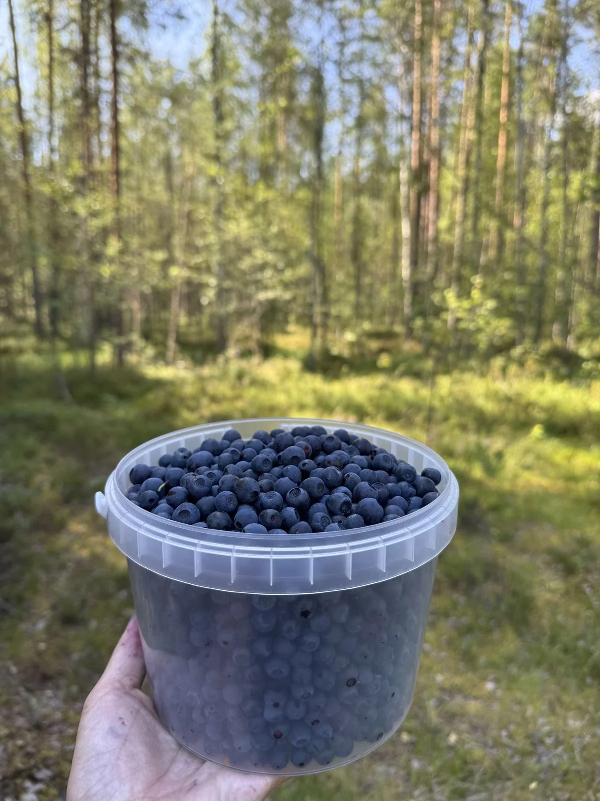 Черника свежая, смородина чёрная и красная - миниатюра 5