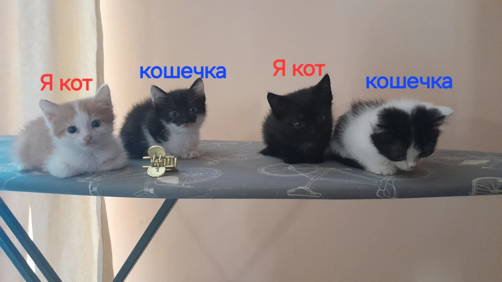 котята - изображение 1