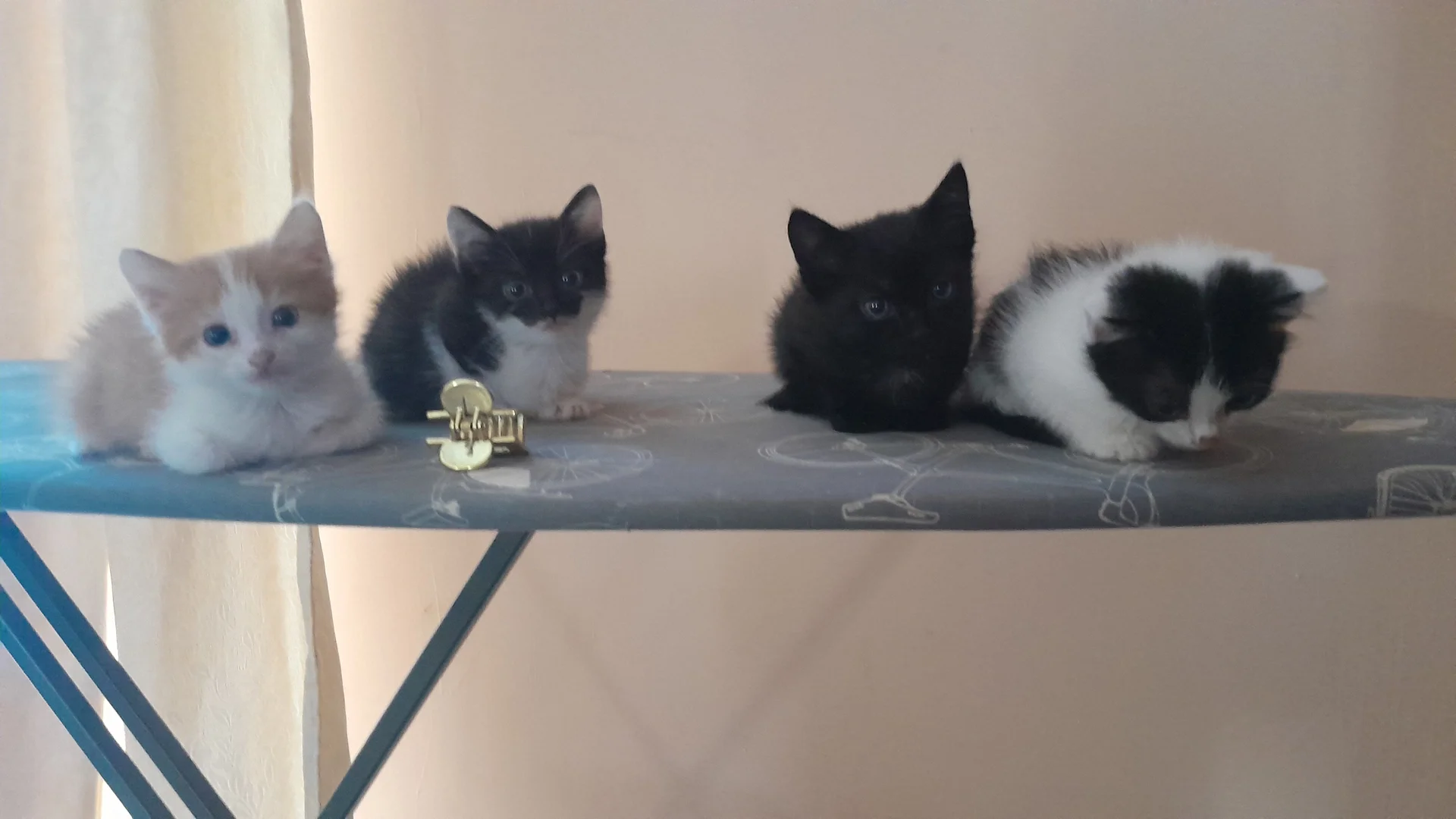 котята - миниатюра 2