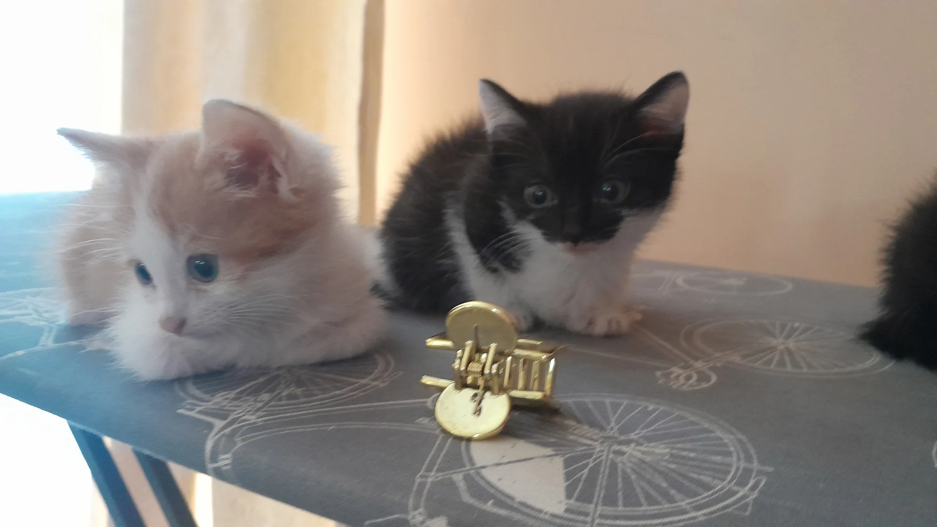 котята - миниатюра 3