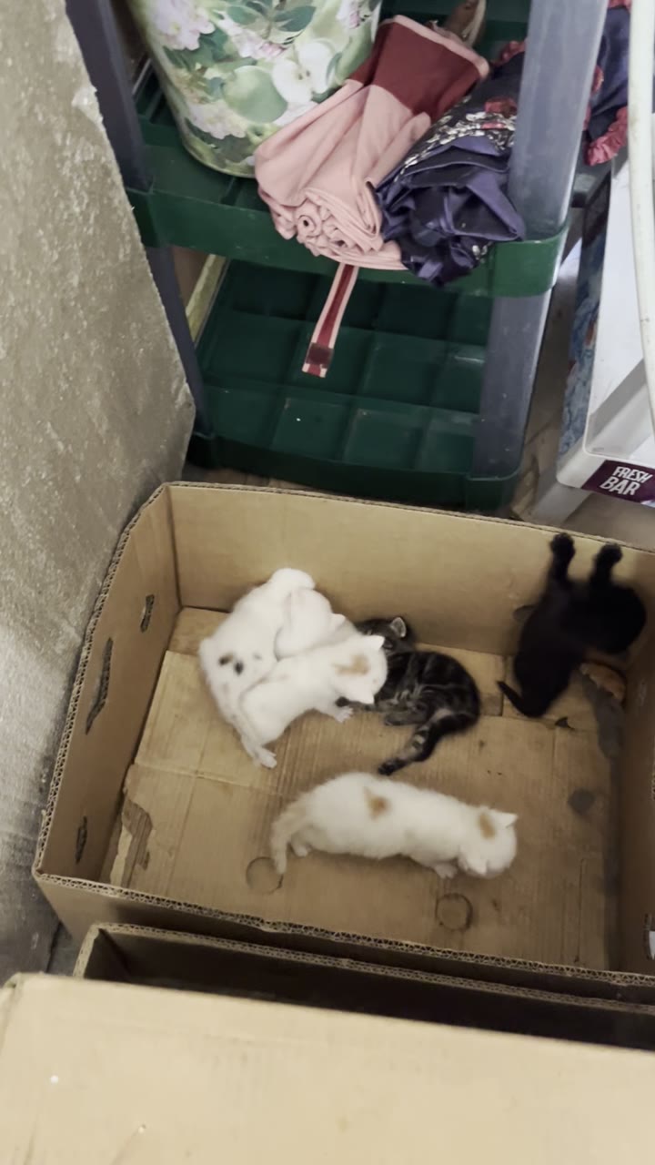 Котята 🥰