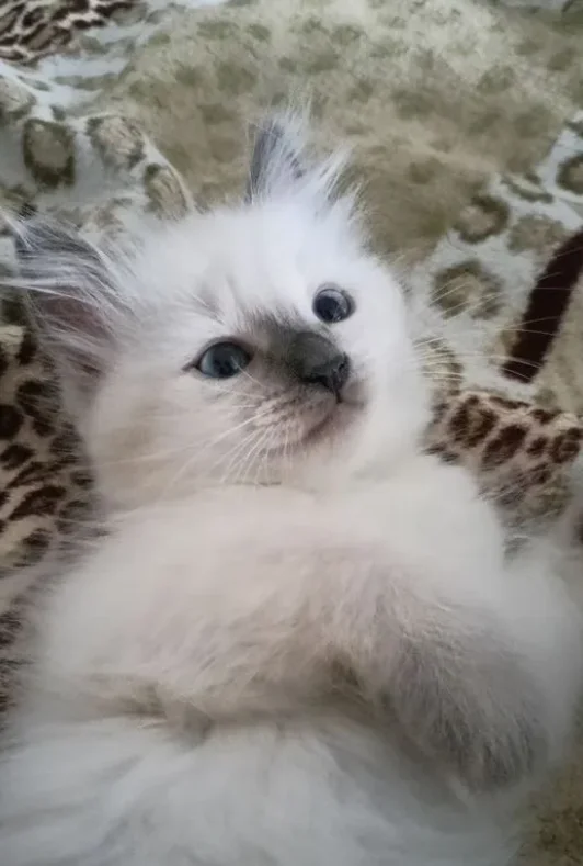 Котенок Невская Маскарадная - изображение 1