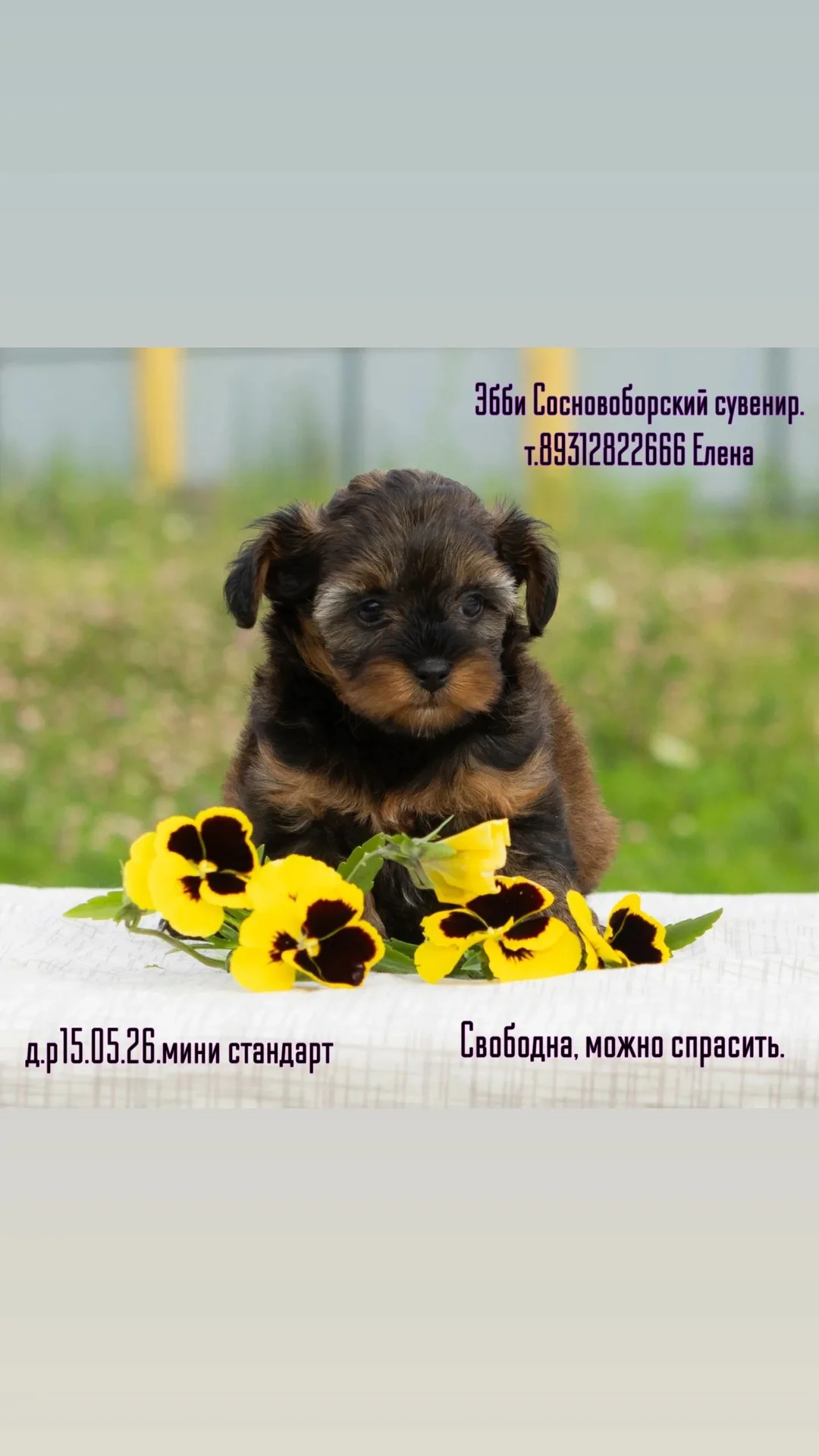 щенок Петербургской орхидеи - изображение 1
