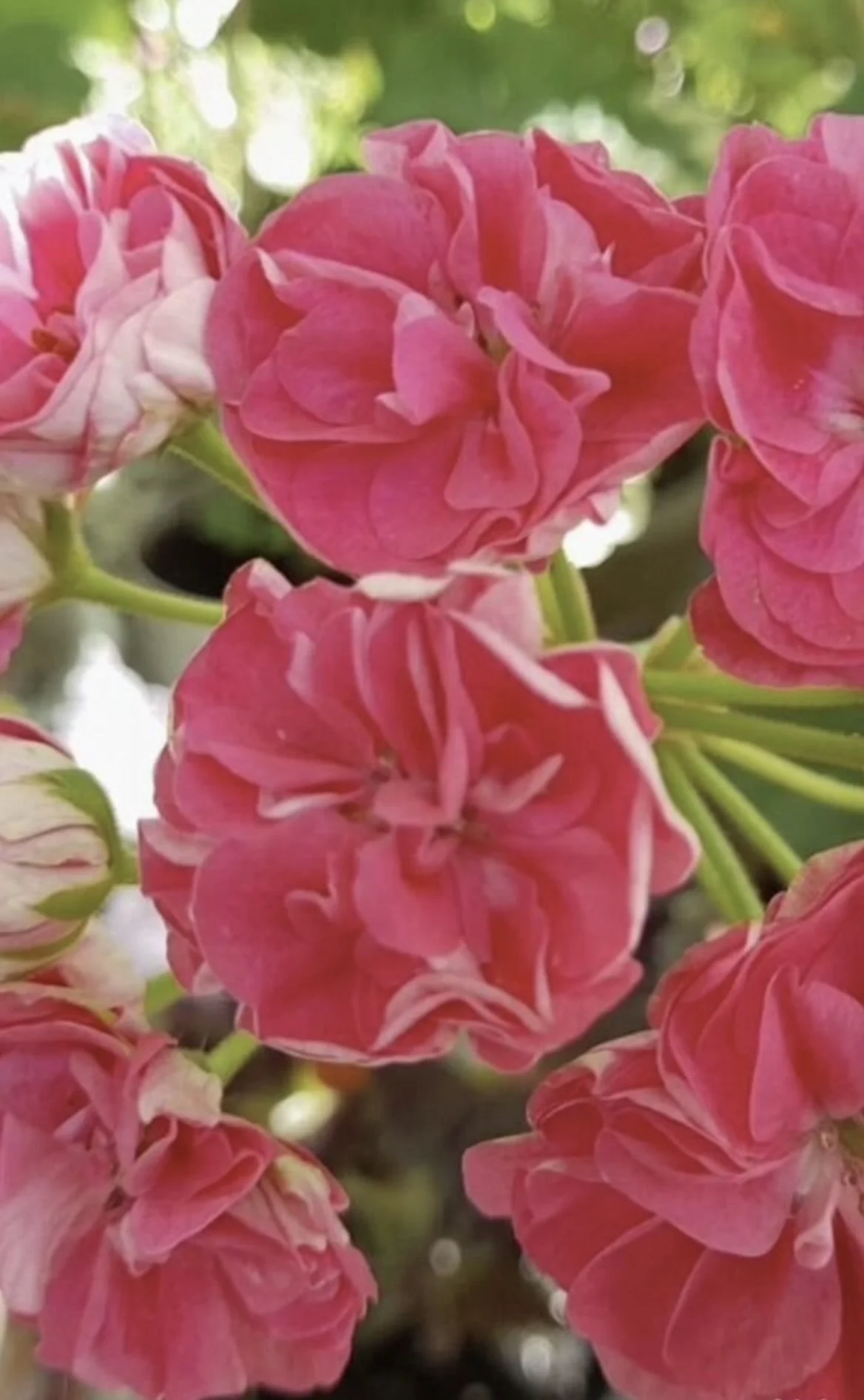 пеларгонии цветы - миниатюра 7