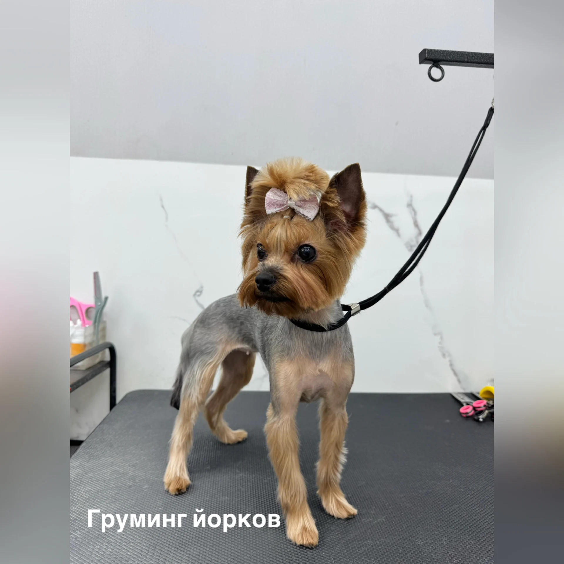 Стрижка собак и кошек - миниатюра 2