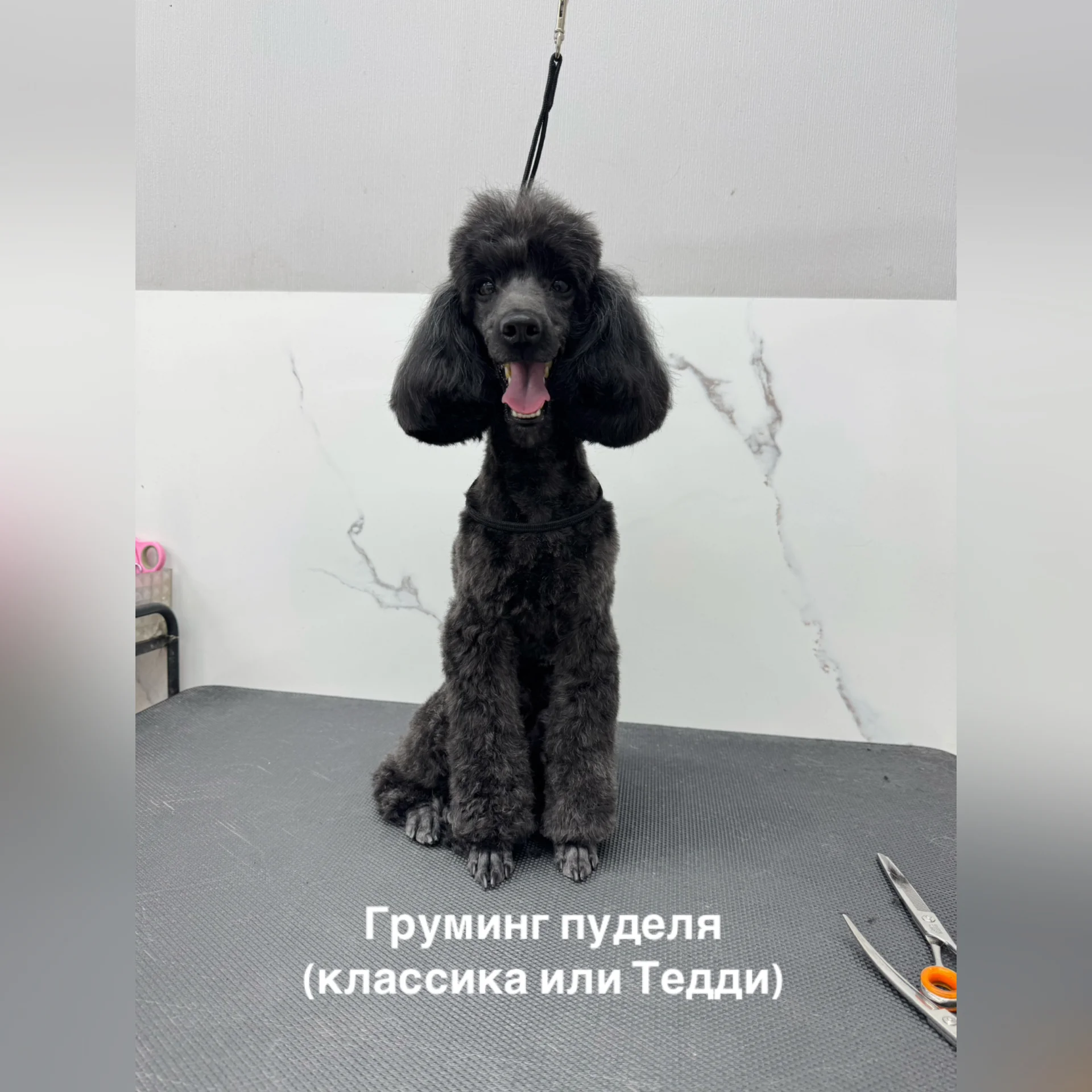 Стрижка собак и кошек - миниатюра 3