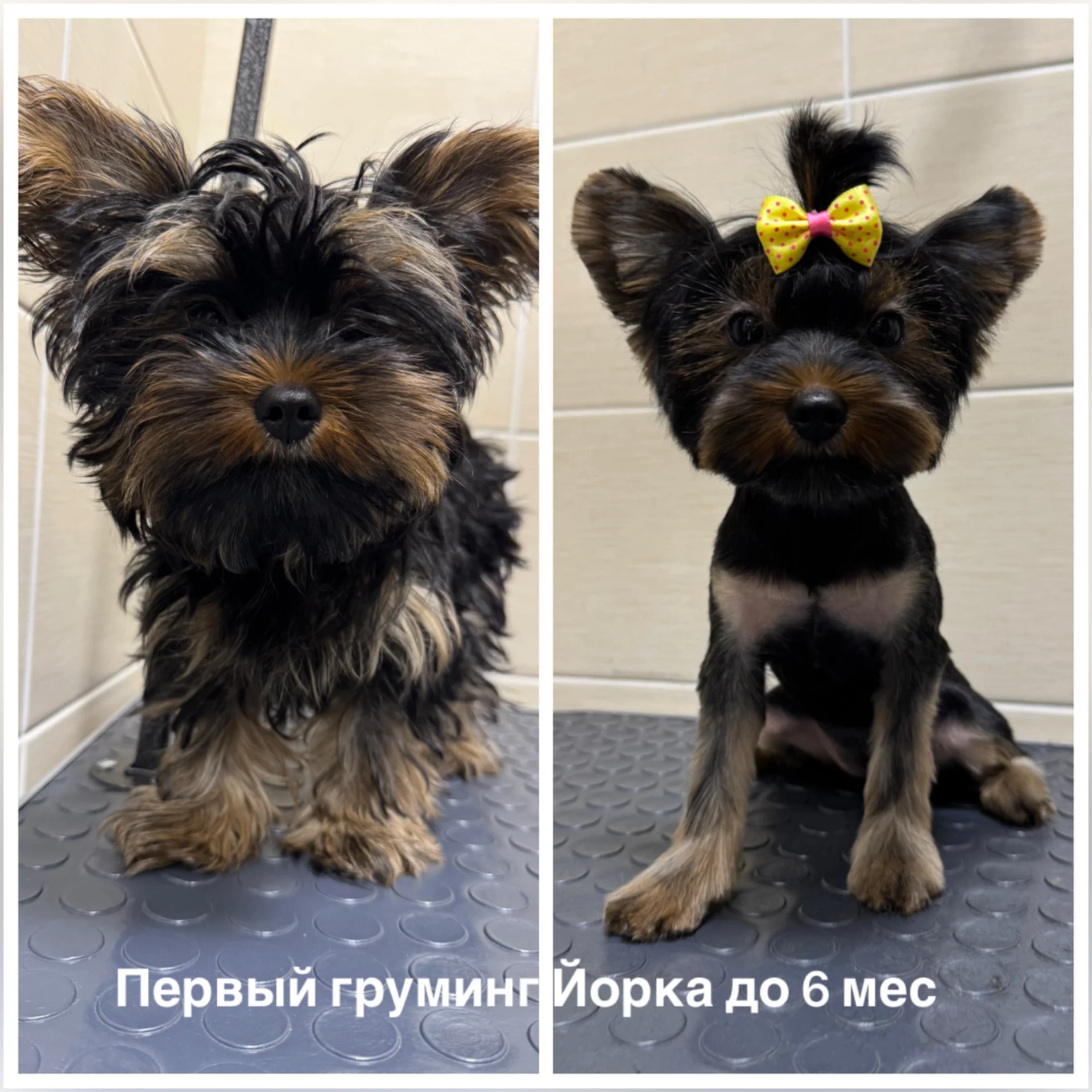 Стрижка собак и кошек - миниатюра 4