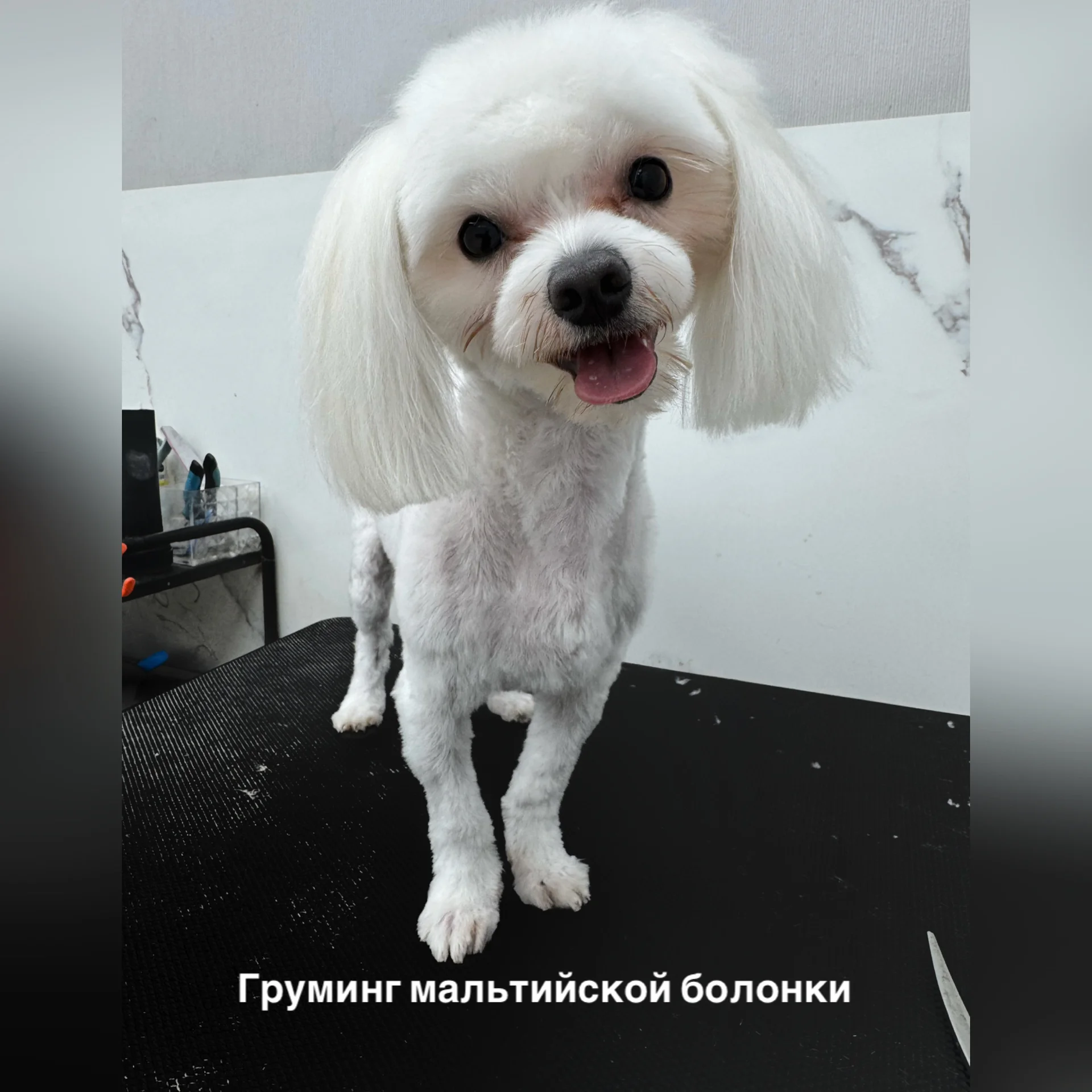 Стрижка собак и кошек - миниатюра 5