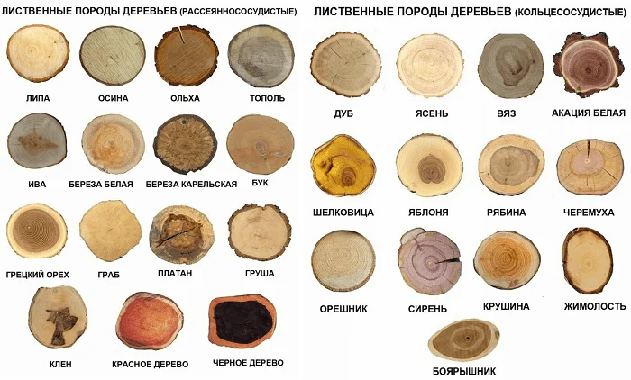 спил дерева - миниатюра 2