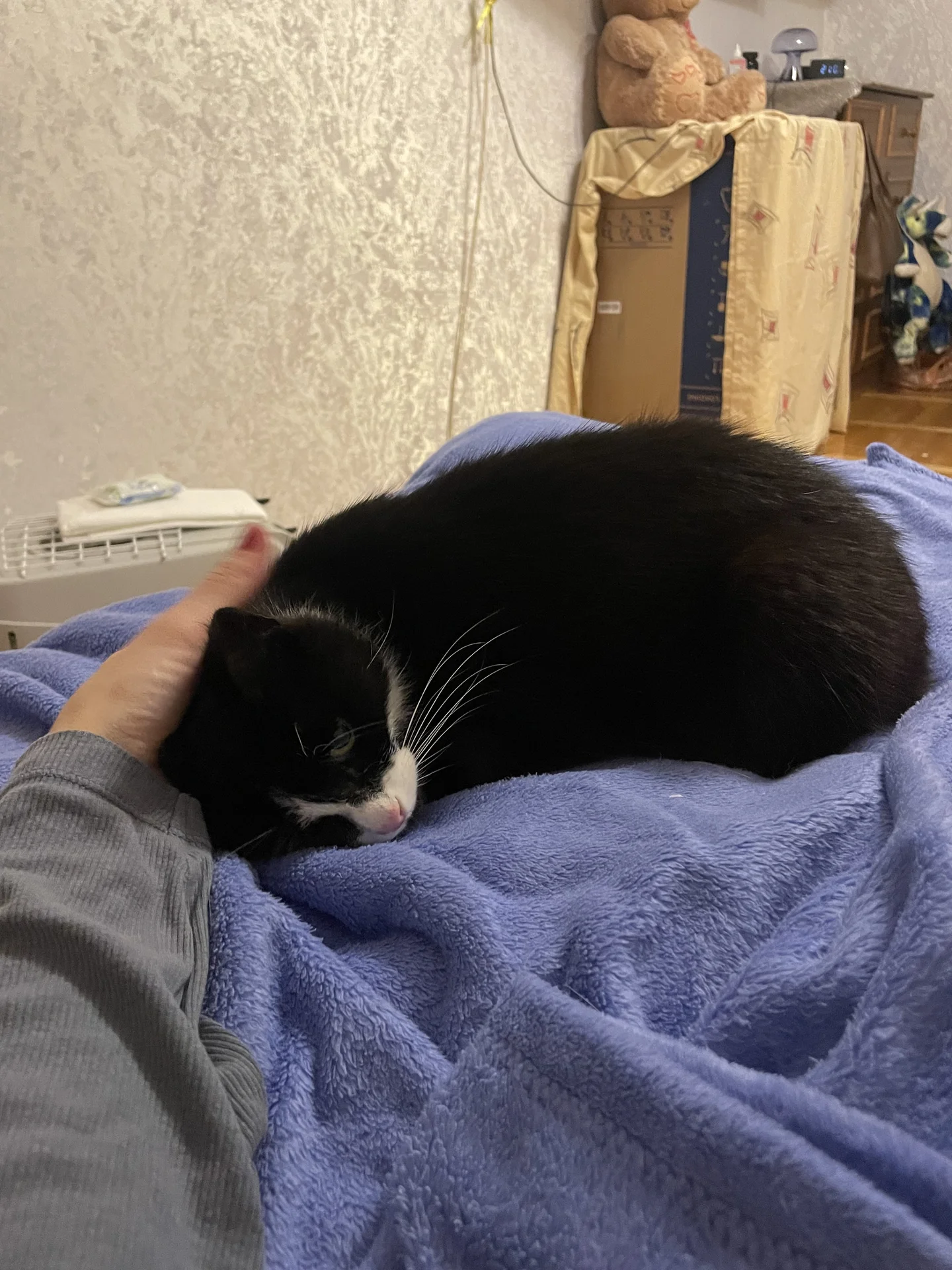 кошка в добрые руки - миниатюра 4