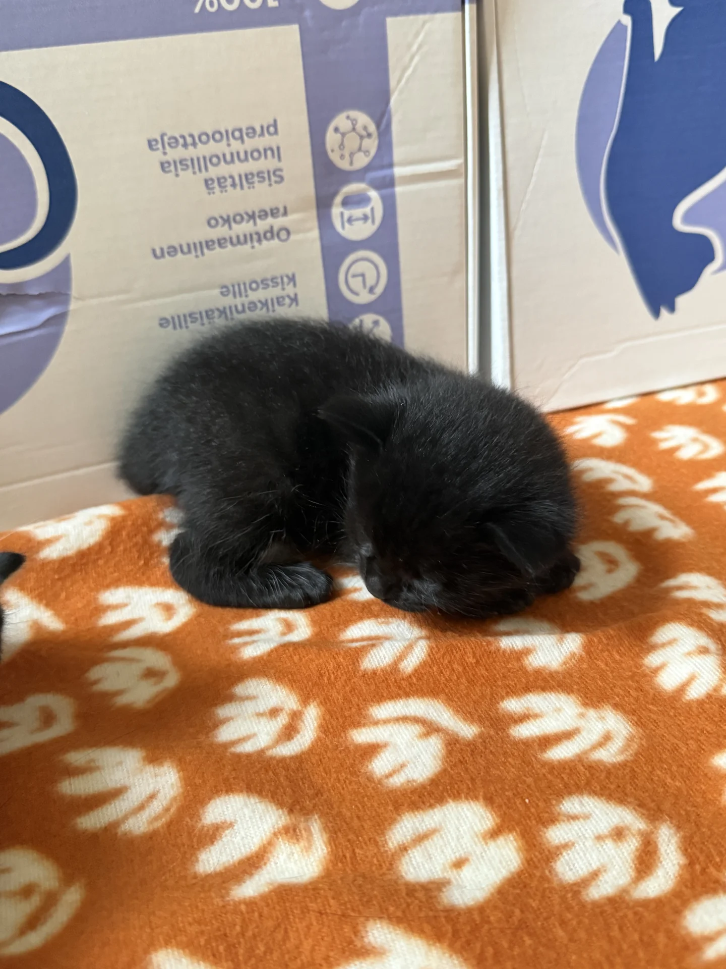 Котята в добрые руки - миниатюра 7