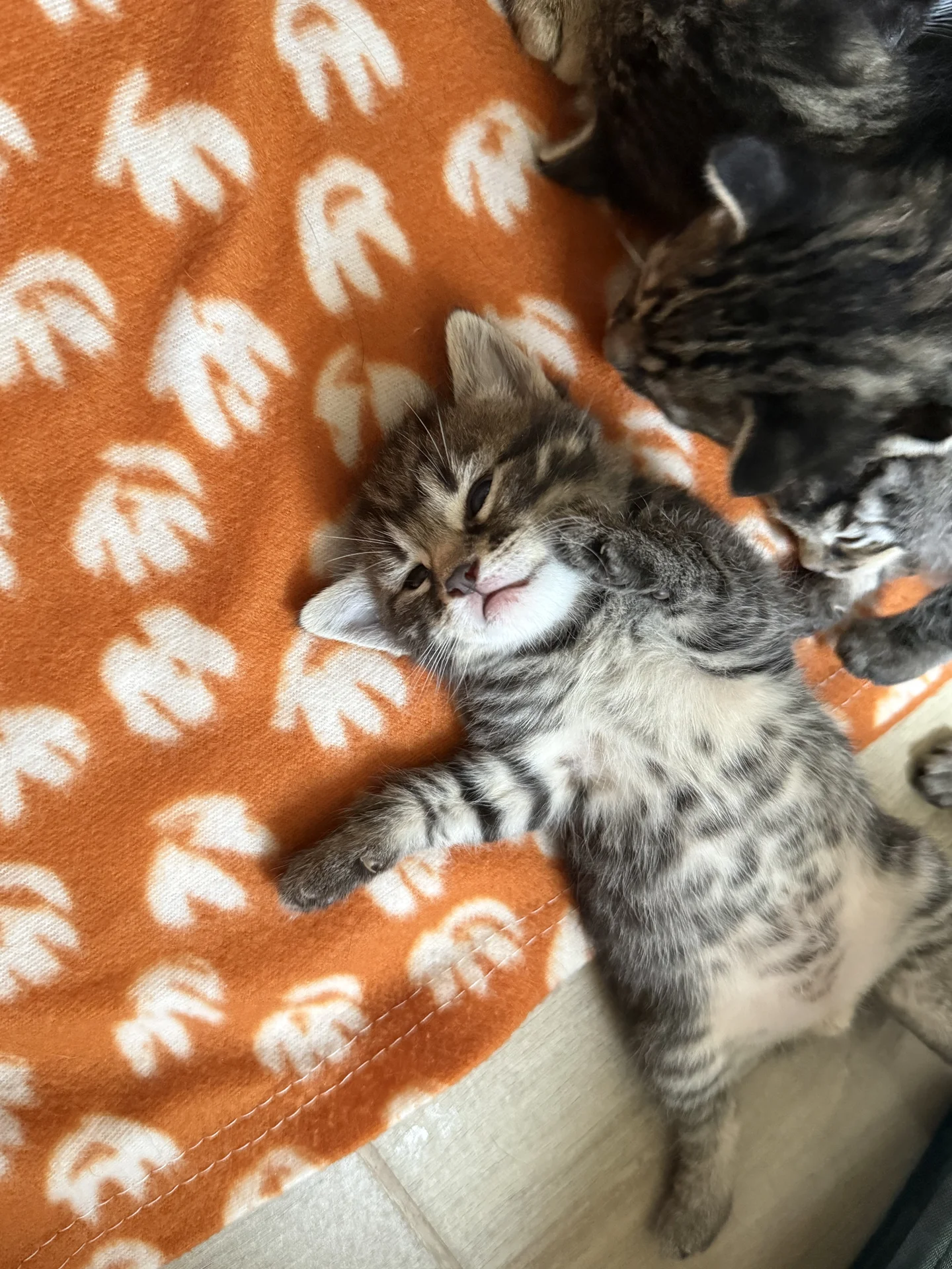 Котята в добрые руки - миниатюра 8