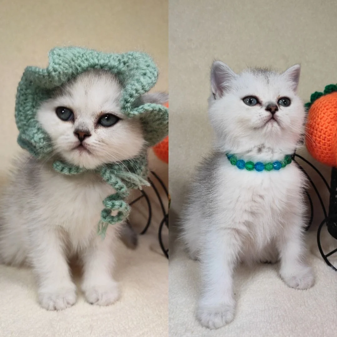Шотландские вислоухие котята - миниатюра 2