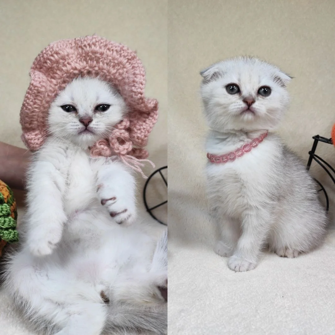 Шотландские вислоухие котята - миниатюра 3