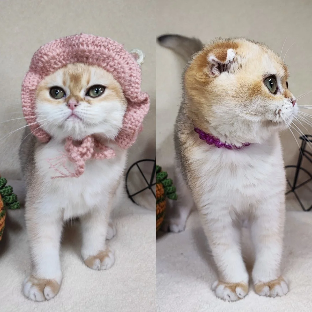 Шотландские вислоухие котята - миниатюра 4