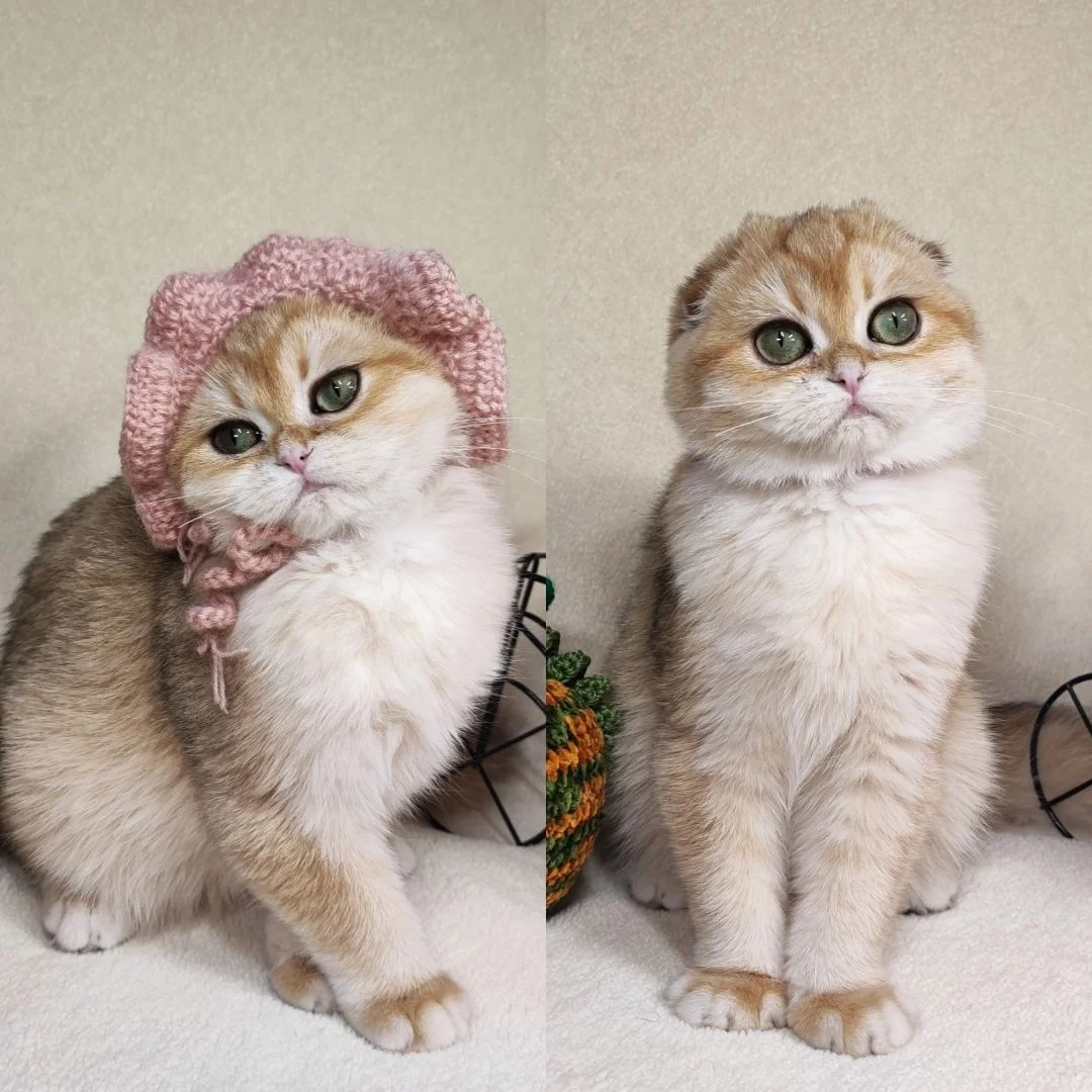 Шотландские вислоухие котята - миниатюра 5