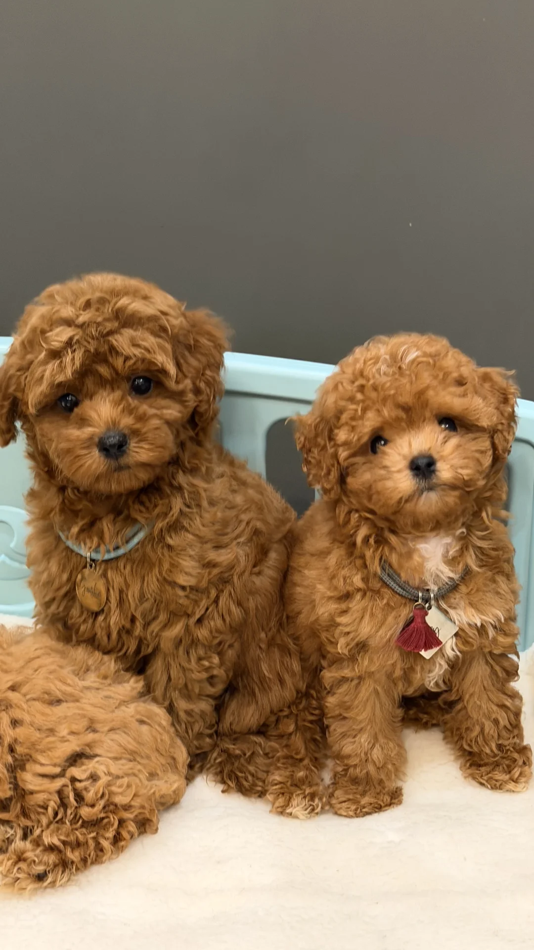 щенок мальтипу Ф1 - миниатюра 3