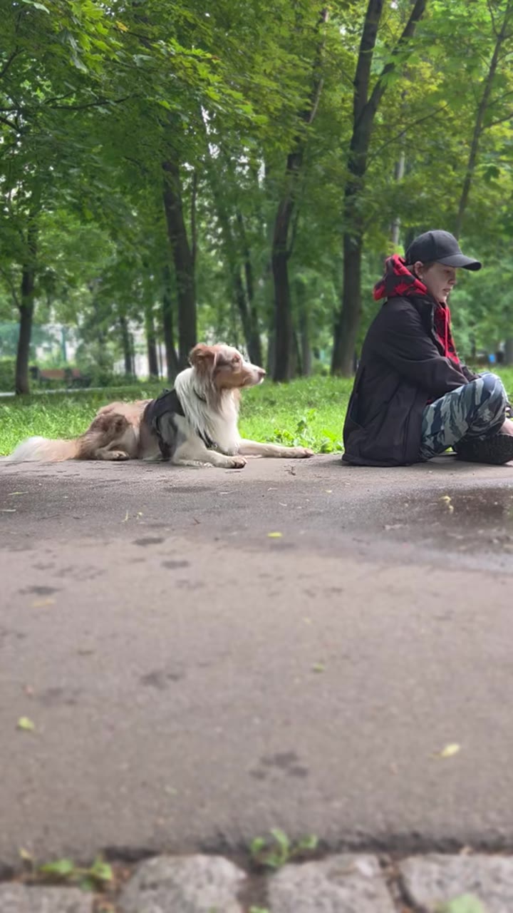 Дрессировка собак - видео 2