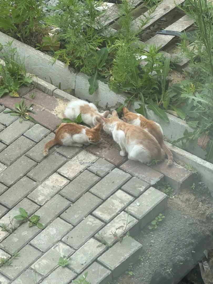 Отдам котят - миниатюра 2