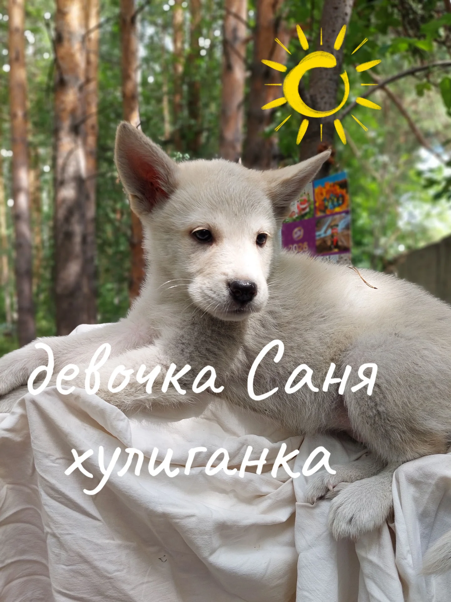 Щенки девочки в добрые руки - миниатюра 3