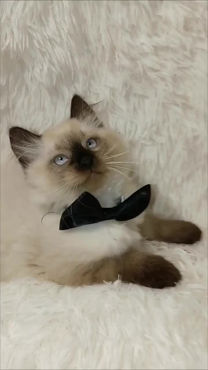 котята - видео 6