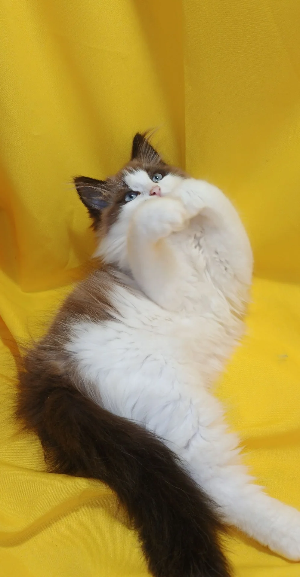 котята в щедрые ручки - изображение 1