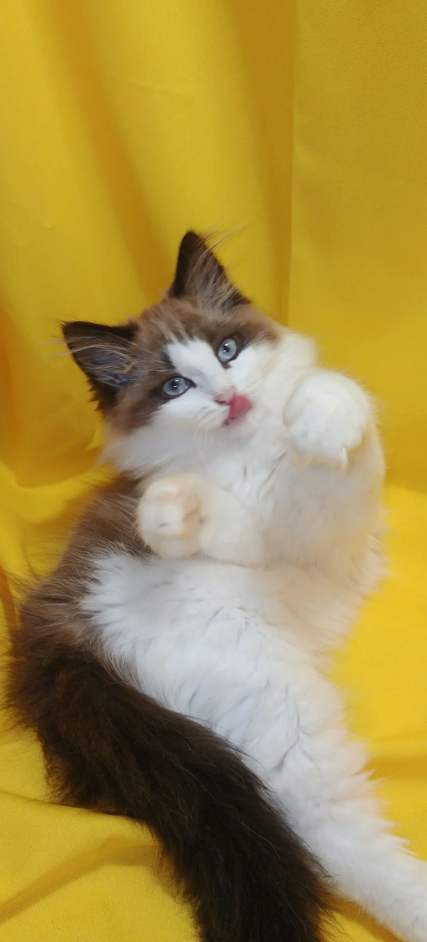 котята в щедрые ручки - миниатюра 2