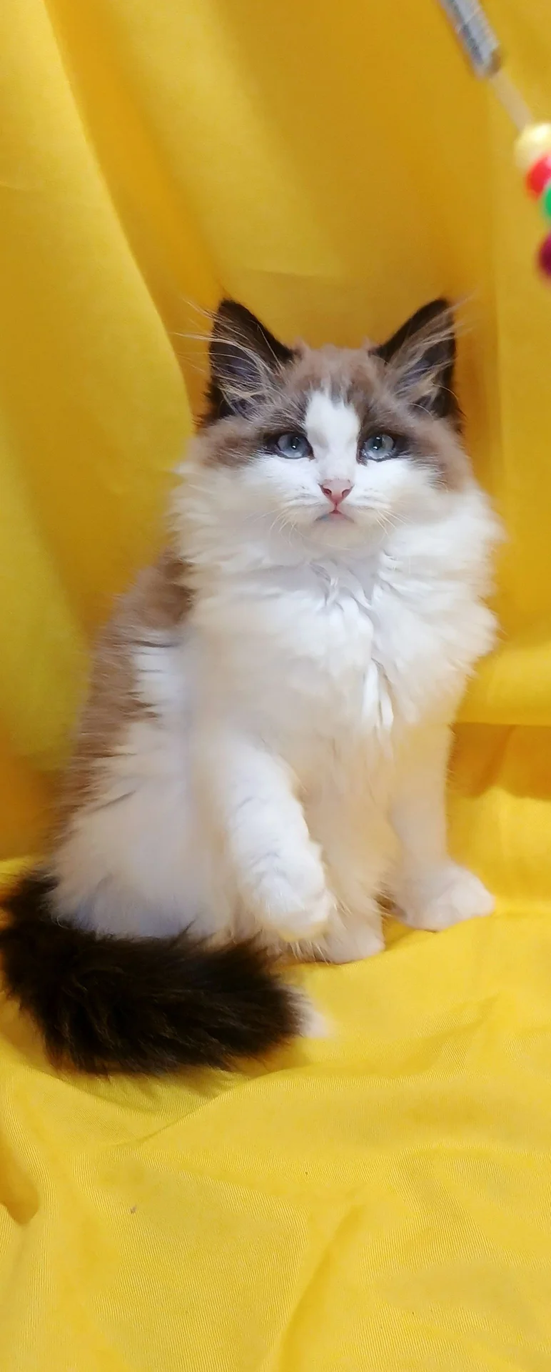 котята в щедрые ручки - миниатюра 3