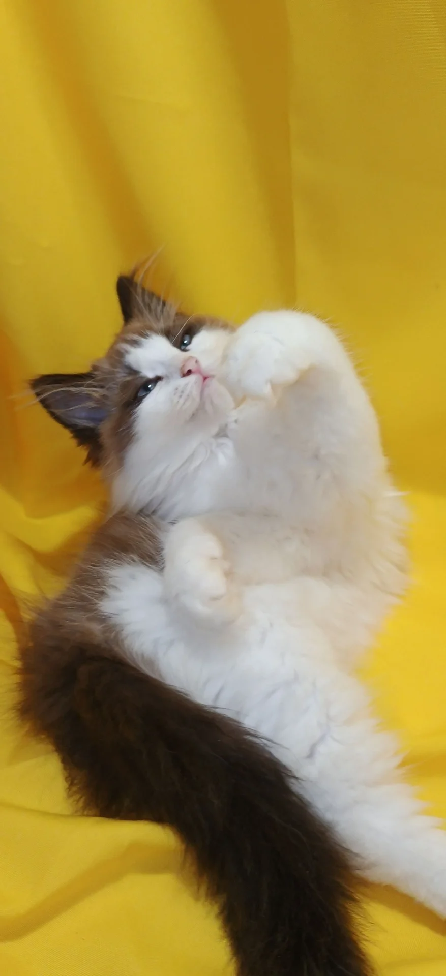котята в щедрые ручки - миниатюра 4