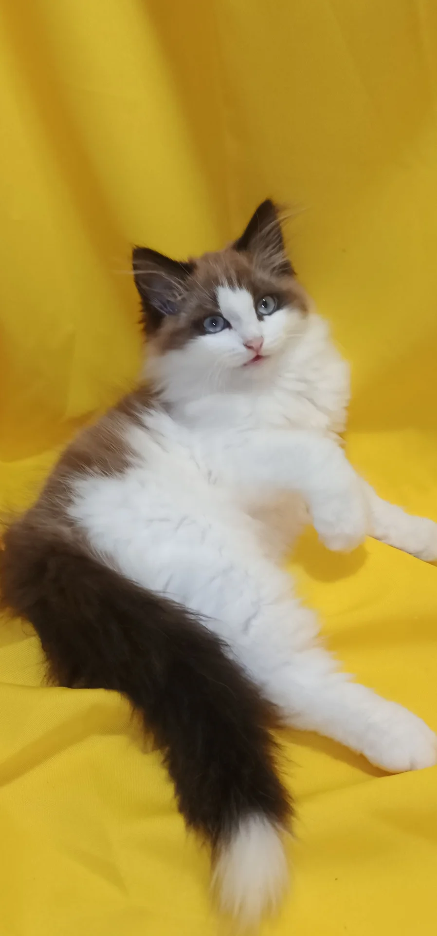 котята в щедрые ручки - миниатюра 5