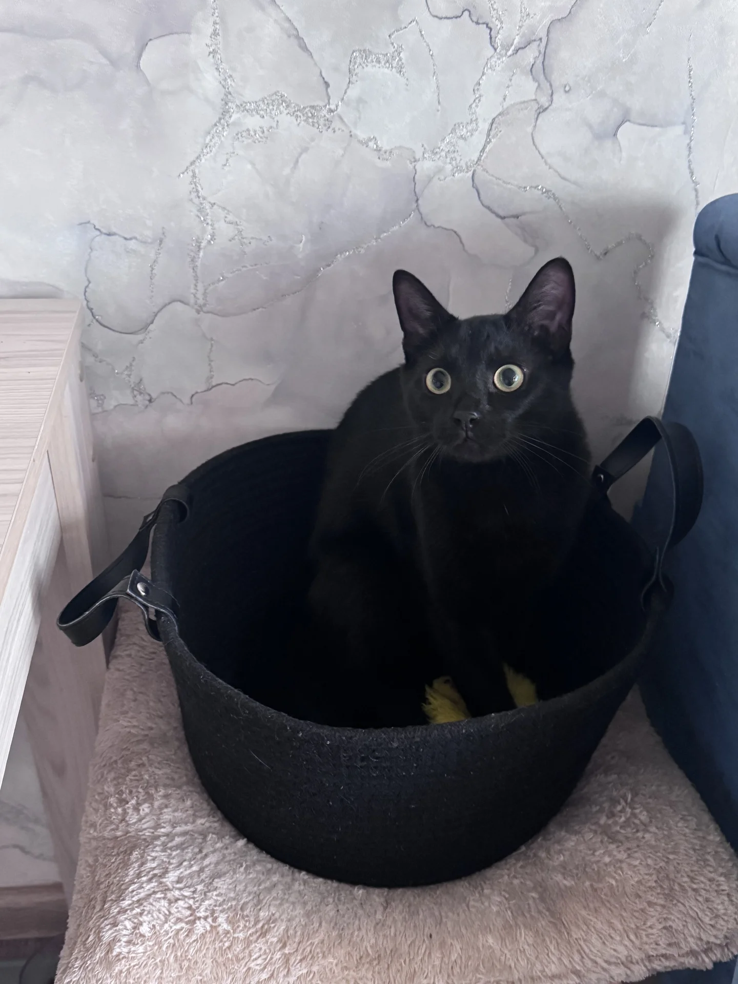 Котик в добрые руки, возраст около года - миниатюра 4