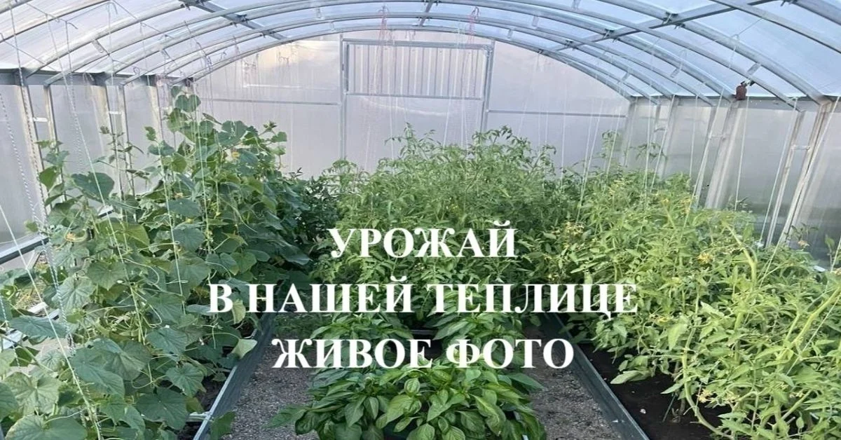 Теплицы - миниатюра 8