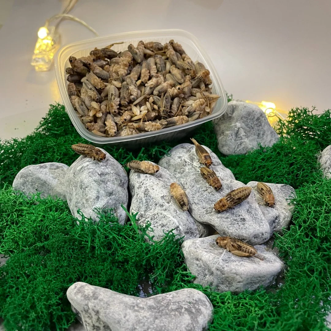 Сверчки домовые, двупятнистые, банановые заморозка - миниатюра 3