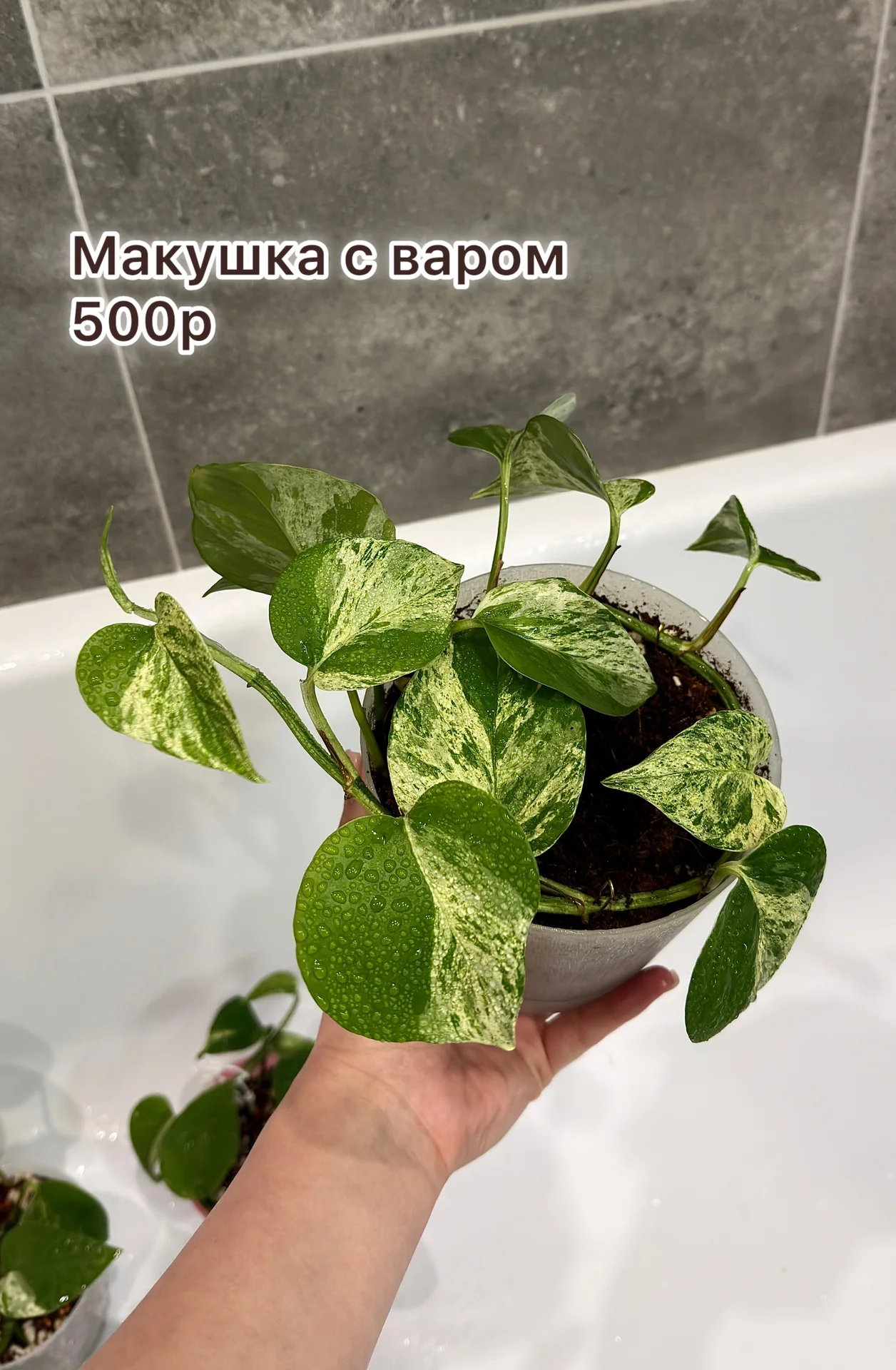Эпипремнум марбл квин - миниатюра 2