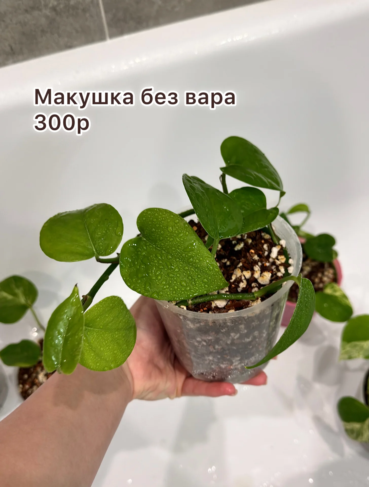 Эпипремнум марбл квин - миниатюра 3