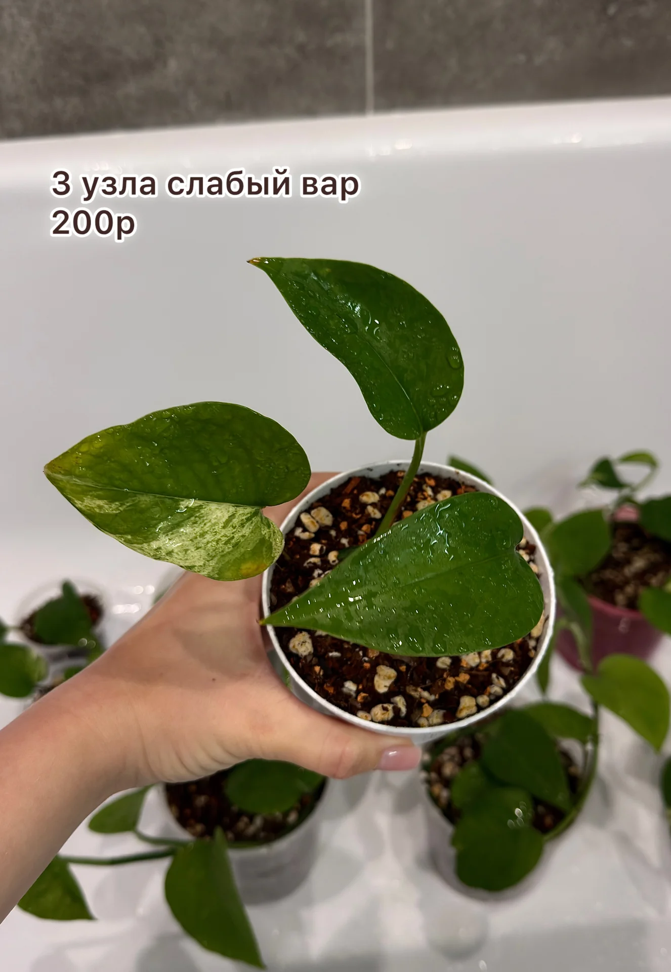 Эпипремнум марбл квин - миниатюра 6