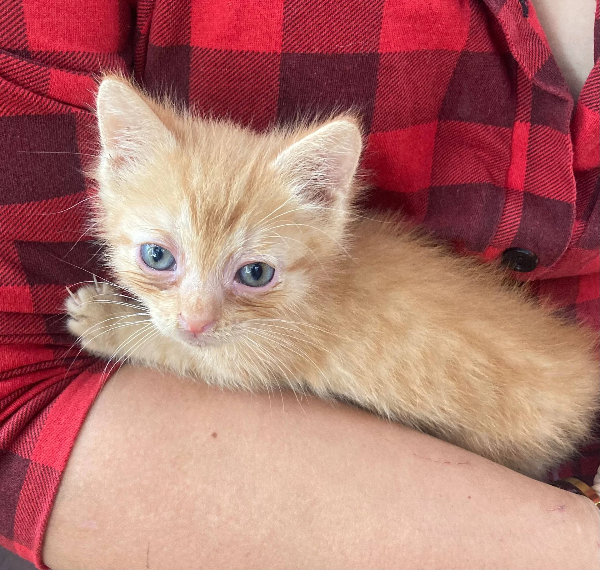 Котёнок в добрые руки - изображение 1
