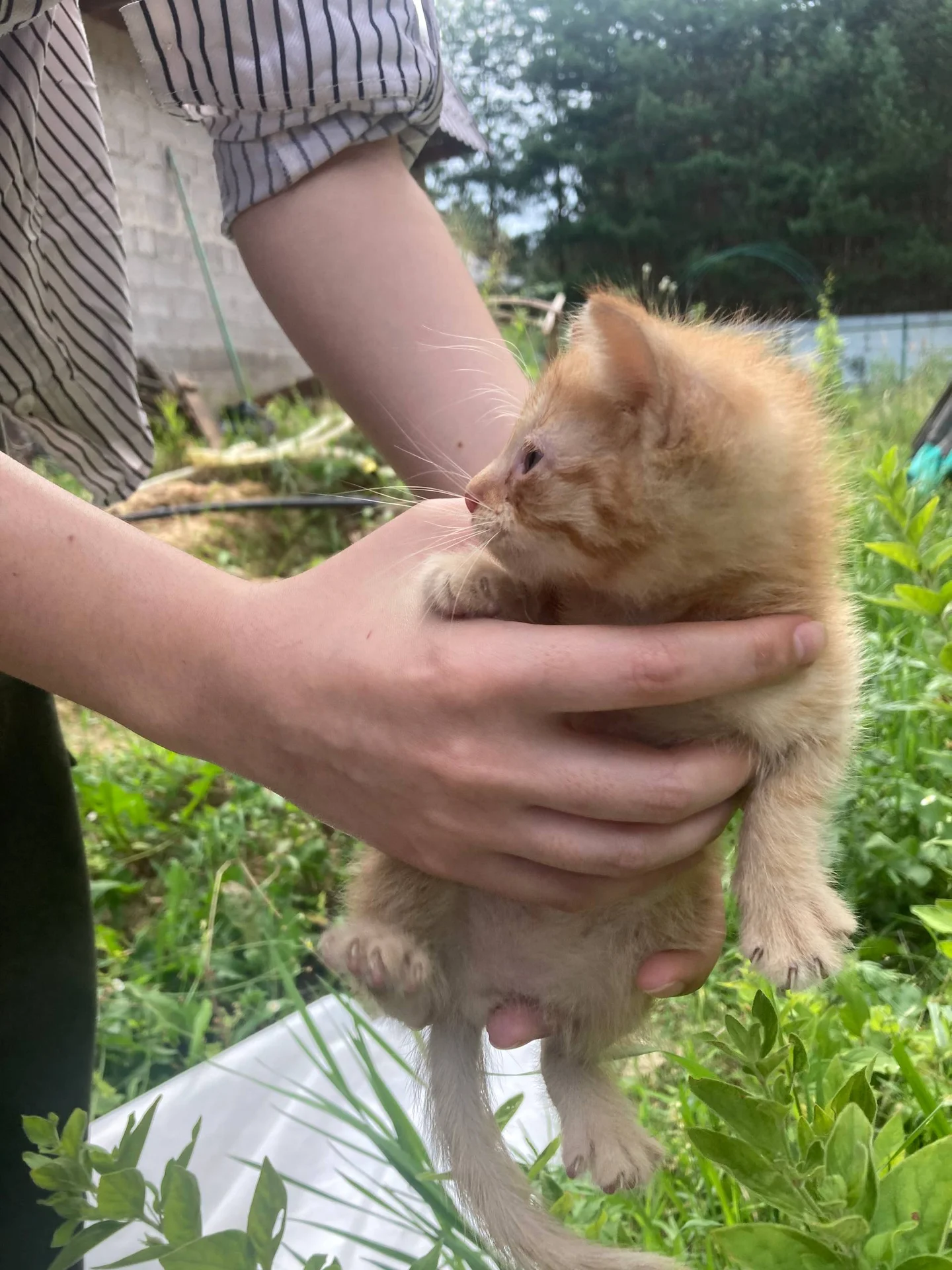 Котёнок в добрые руки - миниатюра 3