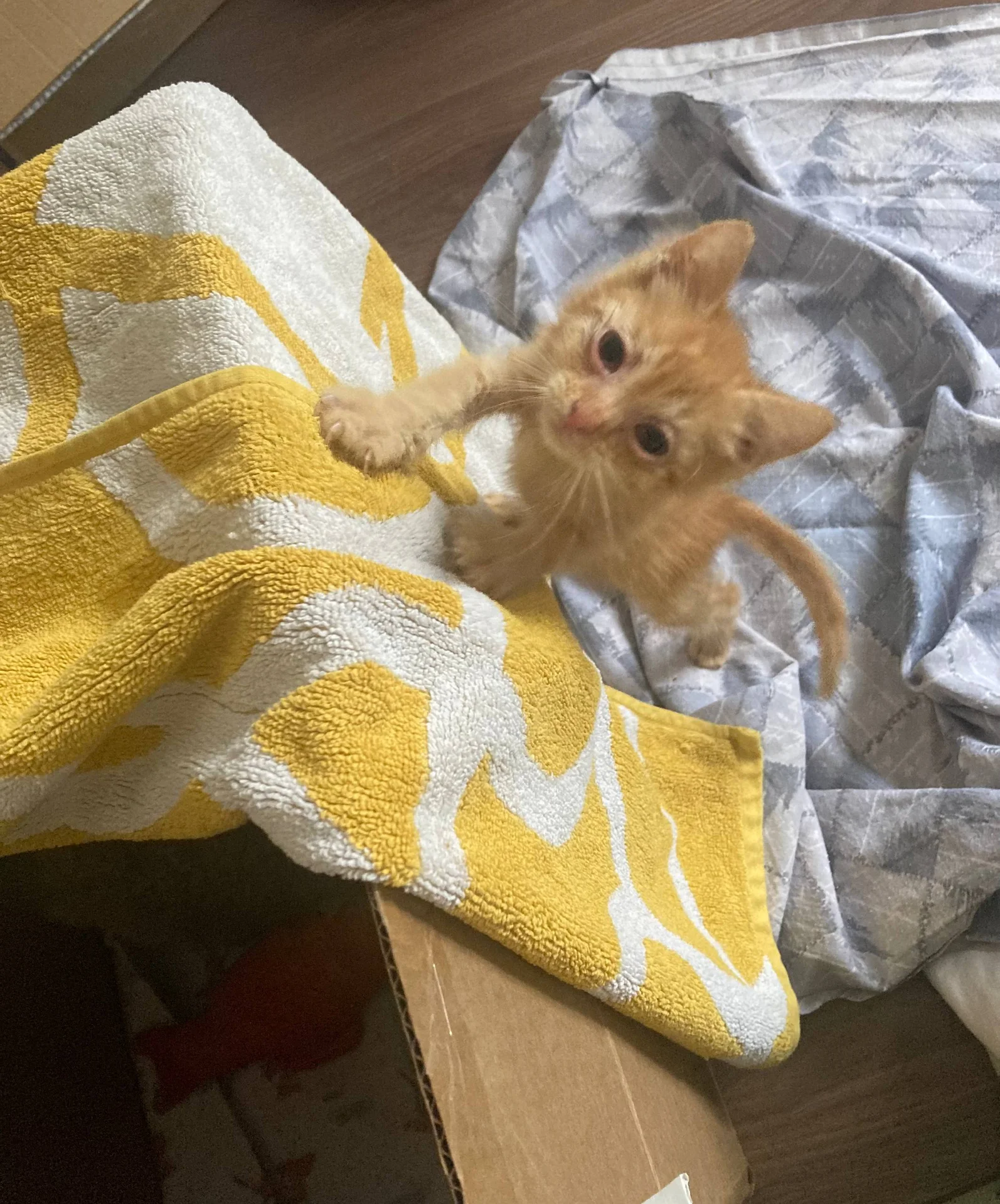 Котёнок в добрые руки - миниатюра 4