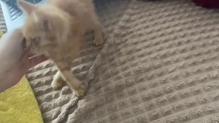 Котёнок в добрые руки - видео 5