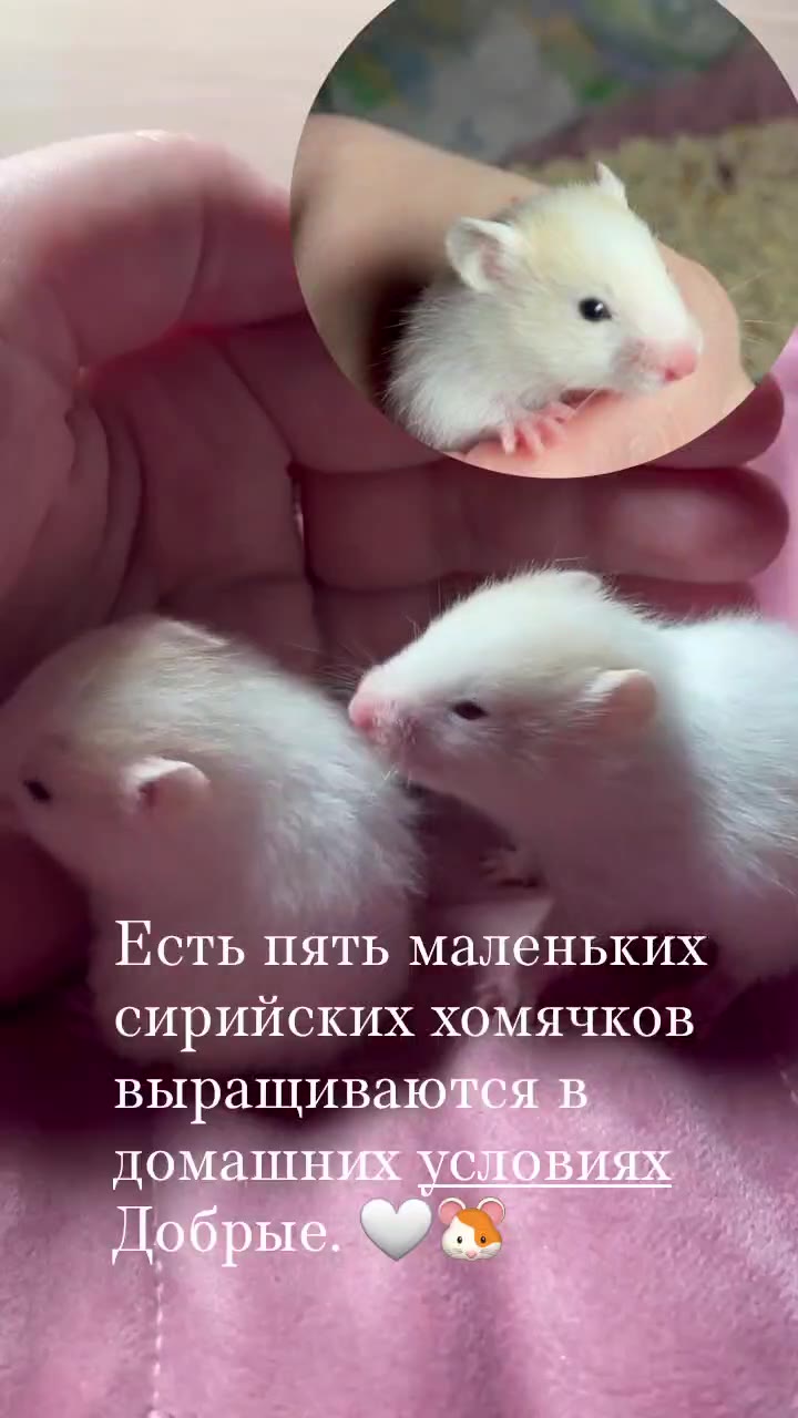 сирийские хомяки - видео 3