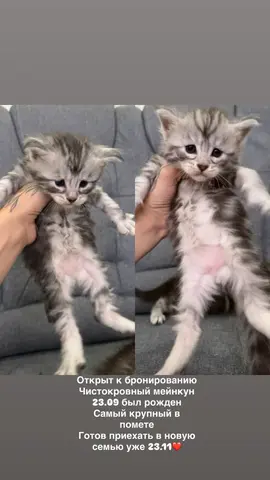 котята мейнкун