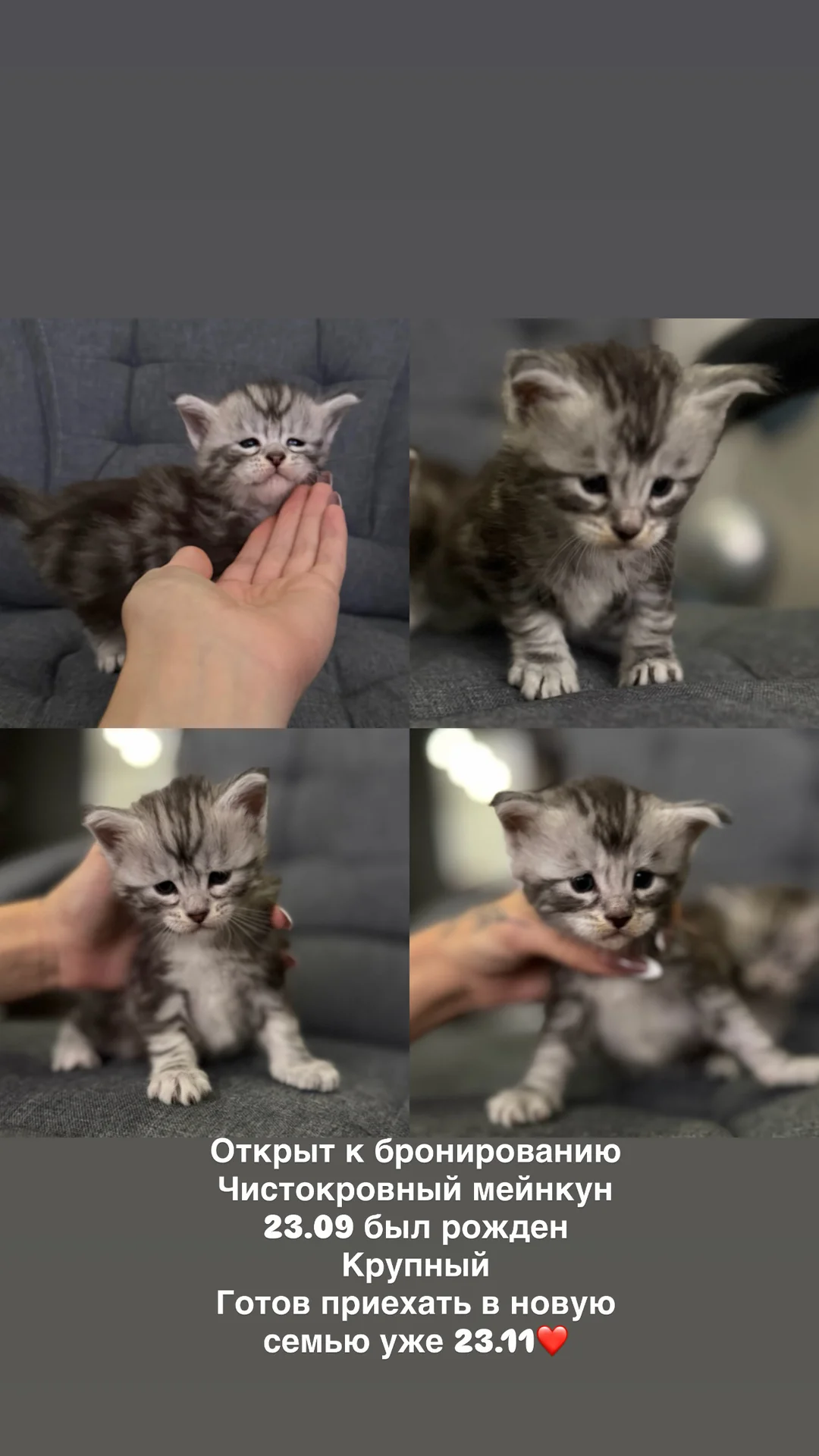 котята мейнкун - миниатюра 2