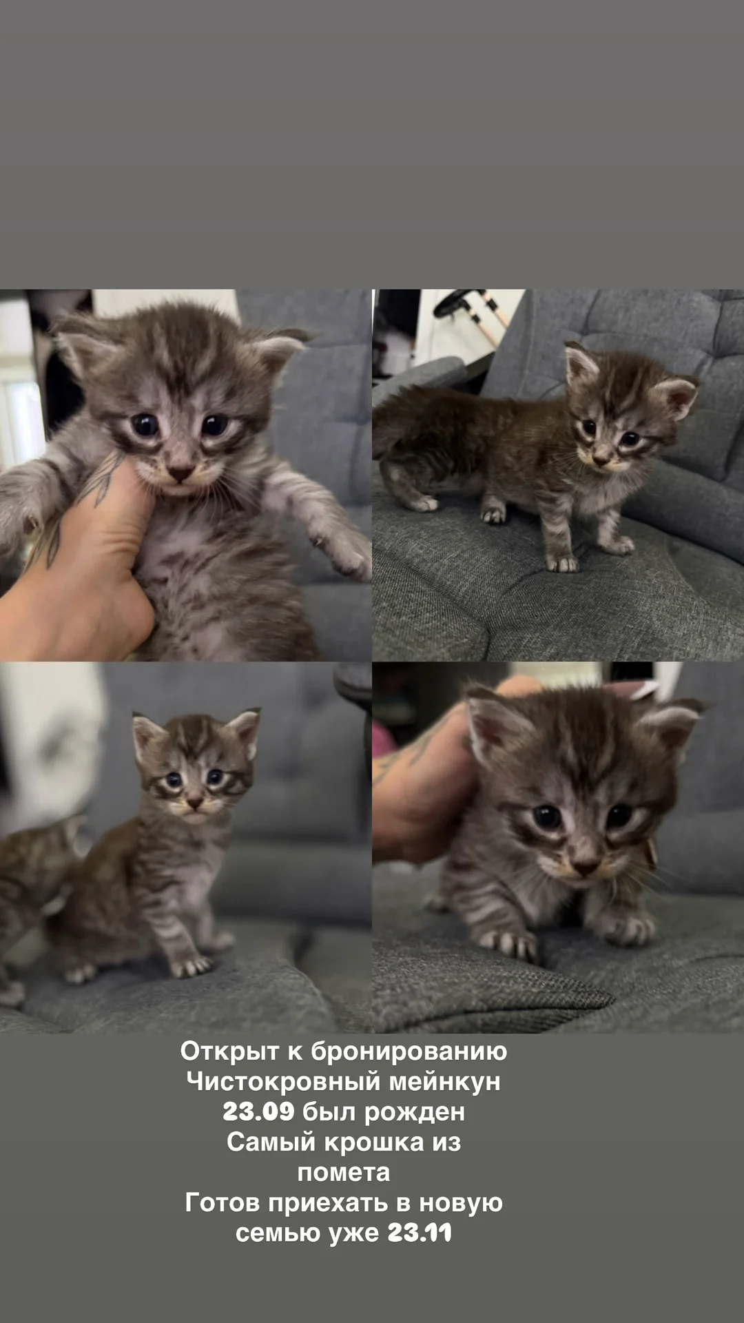 котята мейнкун - миниатюра 4