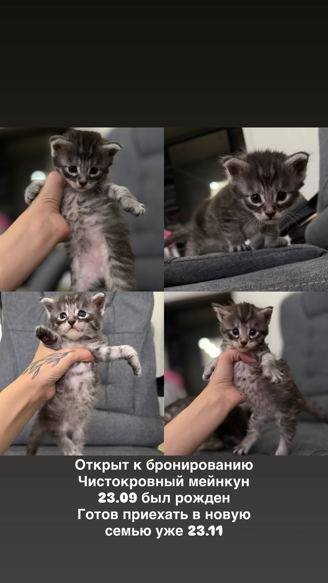 котята мейнкун - миниатюра 5