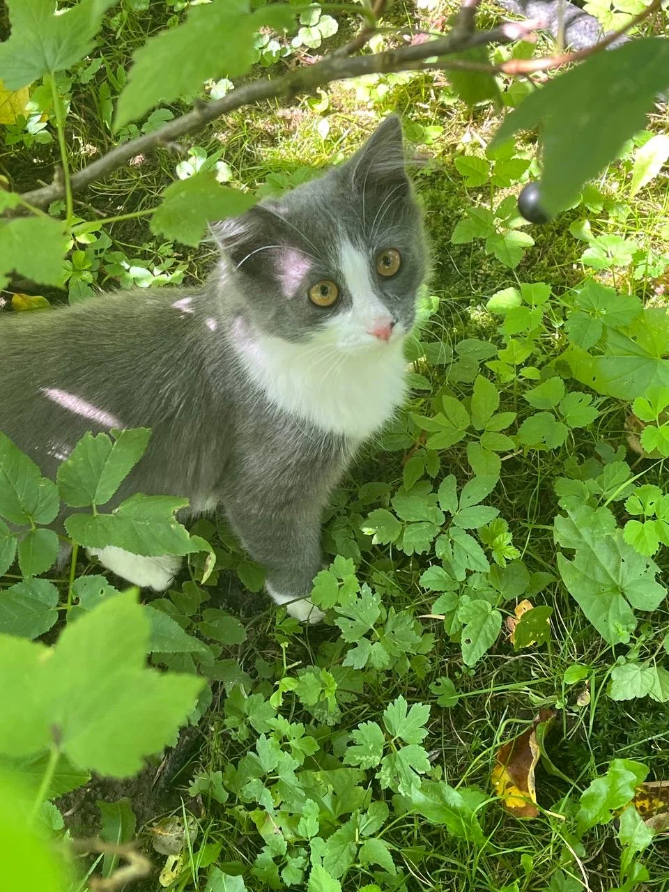 Котенок ищет дом - изображение 1